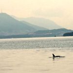 Fleur Rapide - Giro Italia 2019