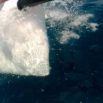 Fleur Rapide - Giro Italia 2019