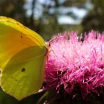 Fleur Rapide - Giro Italia 2019